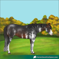 Horse Color:White Spotted Brown 