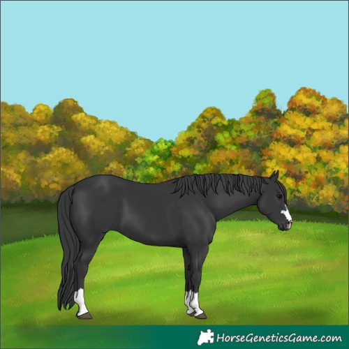 Horse Color:Black 
