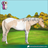 Horse Color:Palomino Roan Tobiano Varnish 