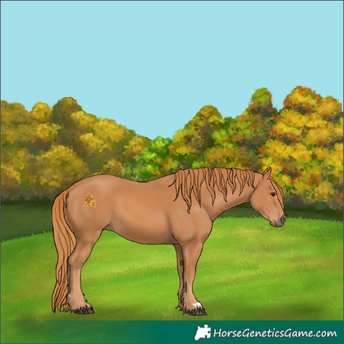 Horse Color:Chestnut 