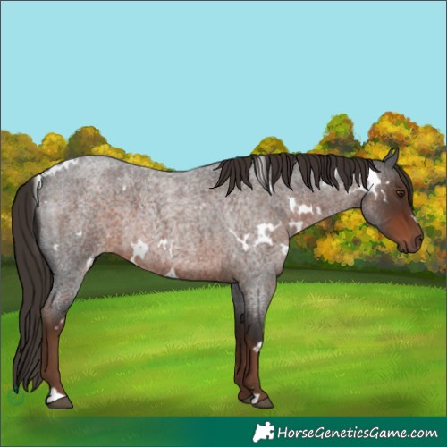 Horse Color:White Spotted Liver Red Roan 
