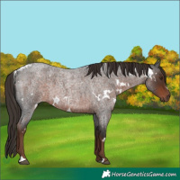 Horse Color:White Spotted Liver Red Roan 