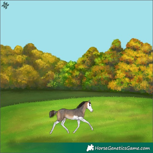 Horse Color:Buckskin Roan Splash 