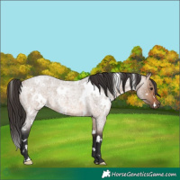 Horse Color:White Spotted Brown Roan Dun 