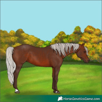 Horse Color:Silver Brown 
