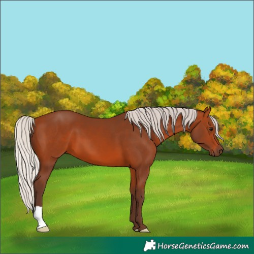 Horse Color:Silver Bay 