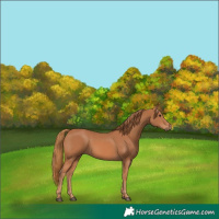 Horse Color:Chestnut 
