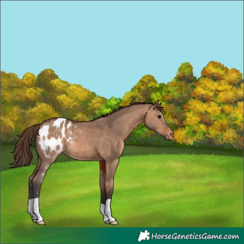 Horse Color:Bay Dun Appaloosa 