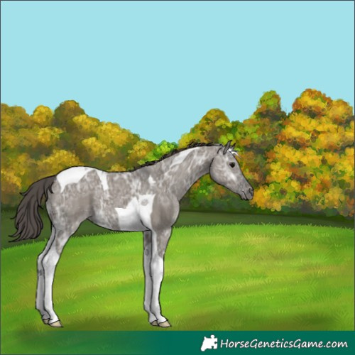 Horse Color:Grullo Ice Tobiano Appaloosa 