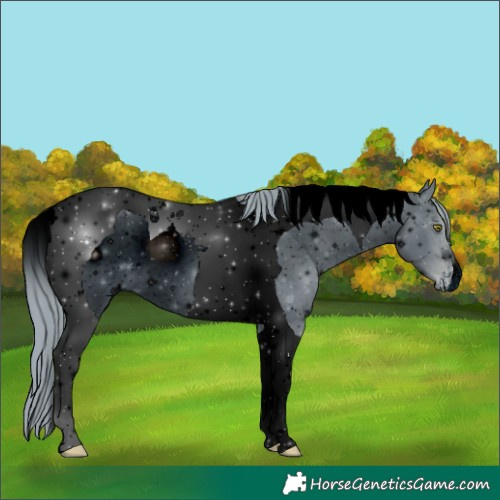 Horse Color:ERROR: UNKNOWN ANOMALY