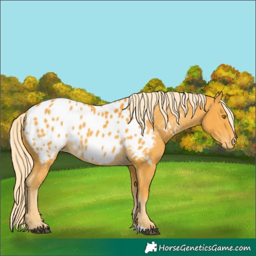 Horse Color:Palomino Appaloosa