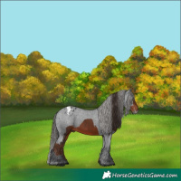 Horse Color:Liver Chestnut  and Black Appaloosa 