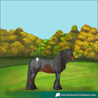 Horse Color:Liver Chestnut and Black Appaloosa