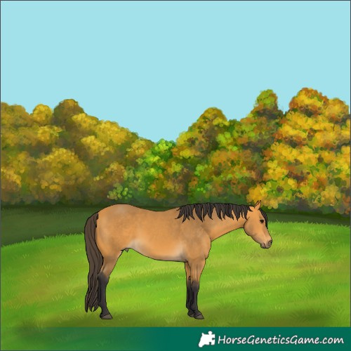Horse Color:Buckskin