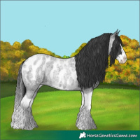 Horse Color:Blue Roan Splash Near Leopard 