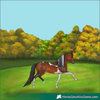 Horse Color:Bay Tobiano 