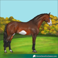 Horse Color:Bay Frame 