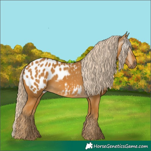 Horse Color:Gray Palomino Appaloosa