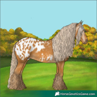 Horse Color:Gray Palomino Appaloosa 