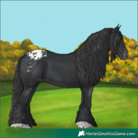 Horse Color:Black Appaloosa 