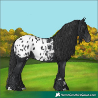 Horse Color:Black Appaloosa 