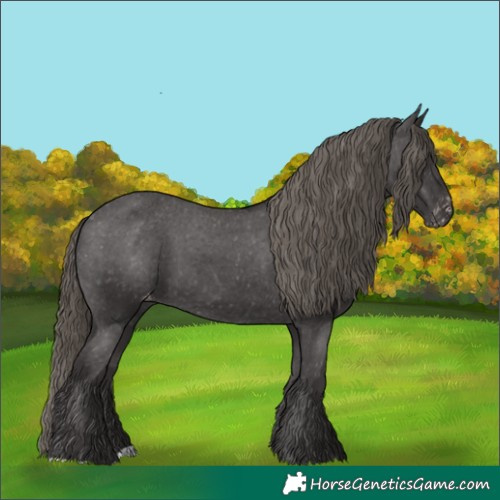 Horse Color:Smoky Black Appaloosa