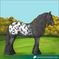 Horse Color:Black Appaloosa 