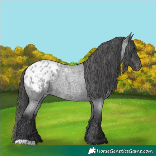 Horse Color:Blue Roan Appaloosa 