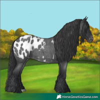Horse Color:Blue Roan Appaloosa 