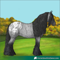 Horse Color:Blue Roan Appaloosa 