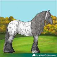 Horse Color:Blue Roan Near Leopard 