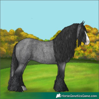 Horse Color:Blue Roan Splash 