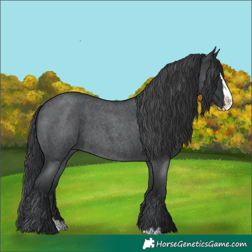 Horse Color:Blue Roan Splash 