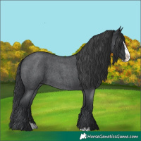 Horse Color:Blue Roan Splash 