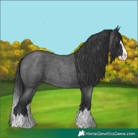 Horse Color:Blue Roan Splash