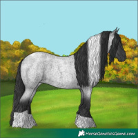 Horse Color:Blue Roan Tobiano 