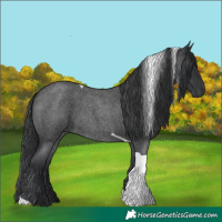 Horse Color:Blue Roan Tobiano 