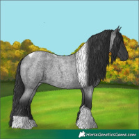 Horse Color:Blue Roan Tobiano 