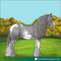 Horse Color:White Spotted Black Splash Tobiano Frame Varnish 