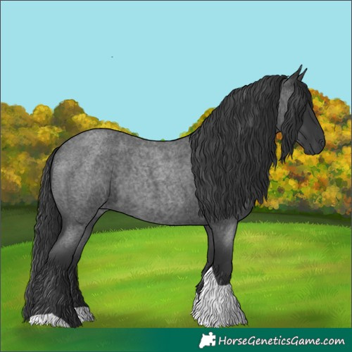 Horse Color:Blue Roan Tobiano