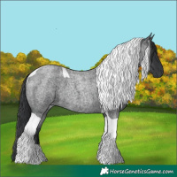 Horse Color:Blue Roan Tobiano