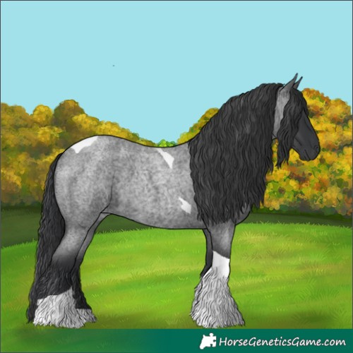 Horse Color:Blue Roan Tobiano
