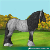 Horse Color:Blue Roan Tobiano