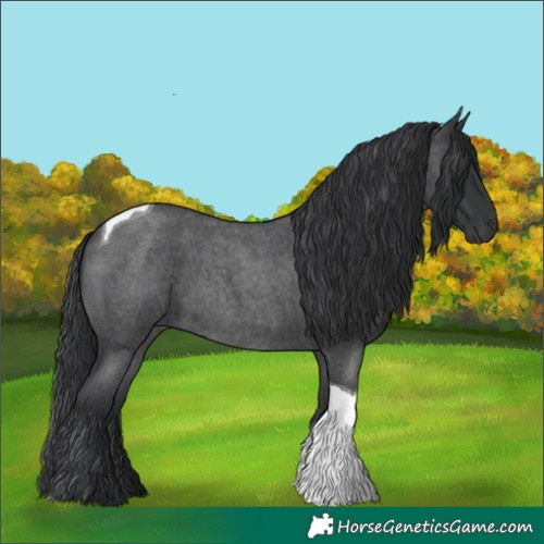 Horse Color:Blue Roan Tobiano 