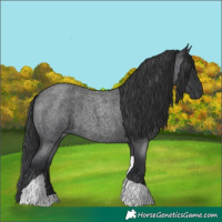 Horse Color:Blue Roan Tobiano 