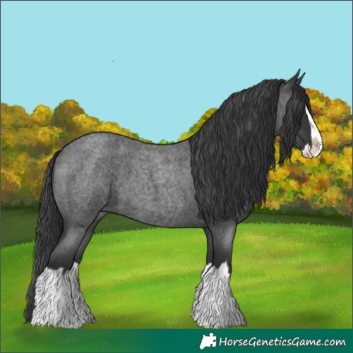 Horse Color:Blue Roan Splash 