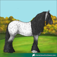 Horse Color:Blue Roan Appaloosa 