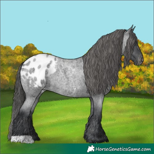 Horse Color:Blue Roan Blanket