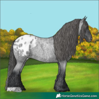 Horse Color:Blue Roan Appaloosa 
