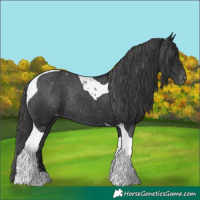Horse Color:Black Tobiano Varnish Rabicano 